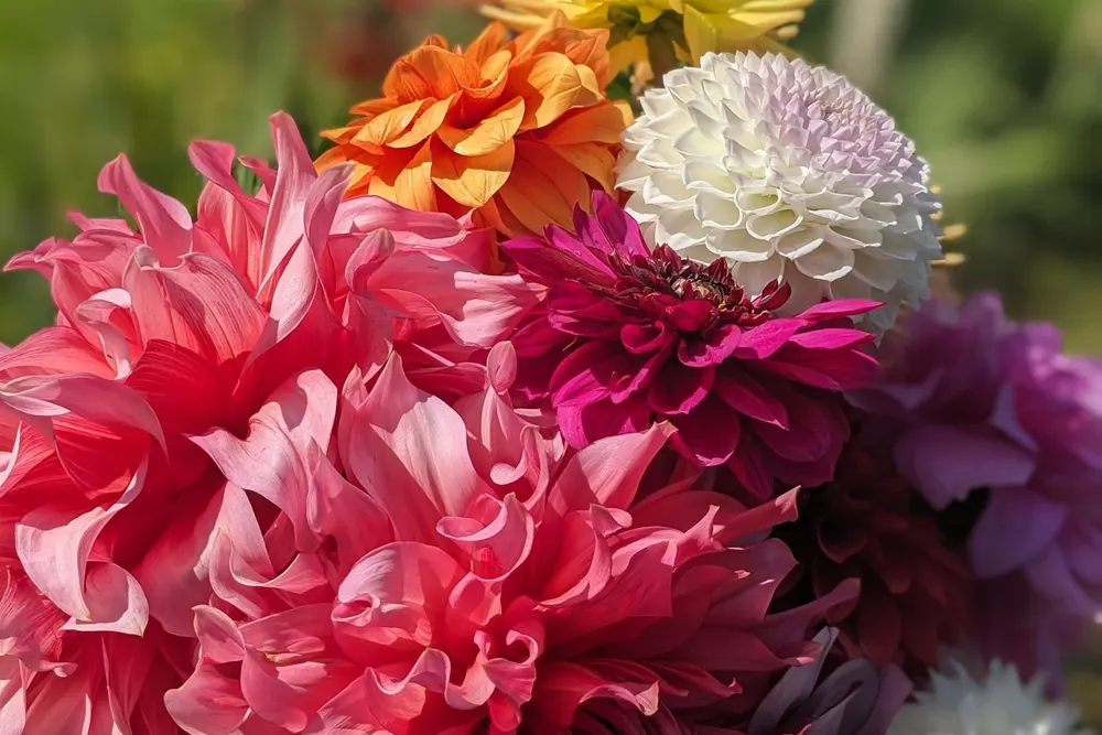 Carisbrooke Flower Farm