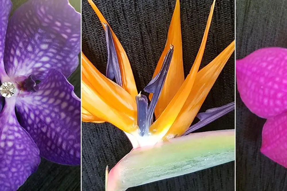 Eden creative florists