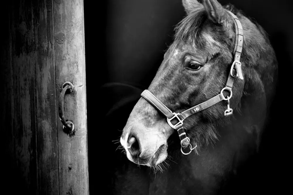 Joanne Boyle Photography