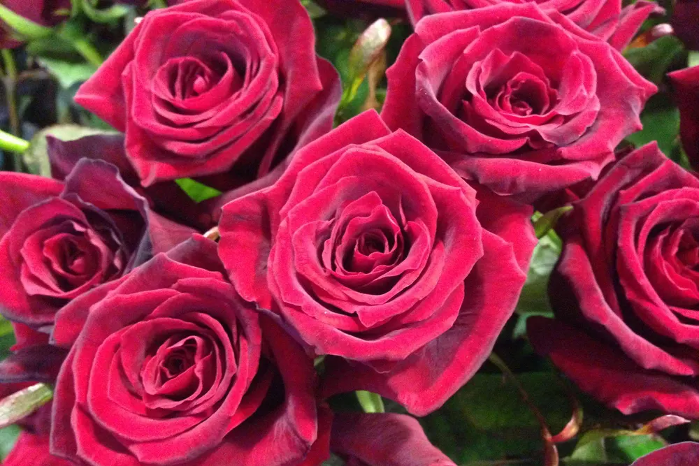 Thanks a Bunch Florist Ltd