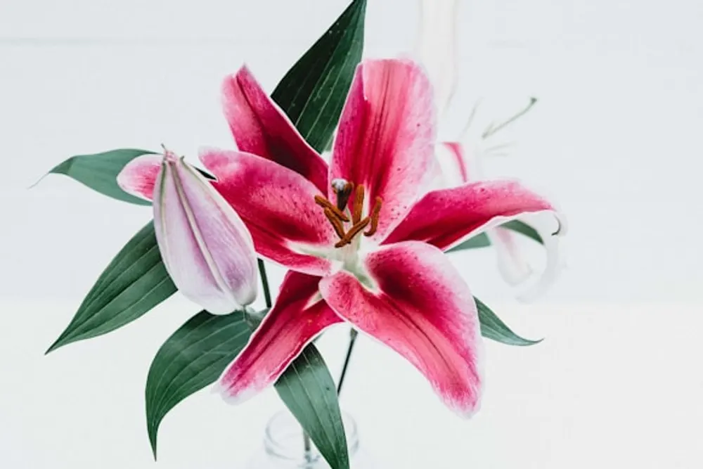 The Enchanted Florists