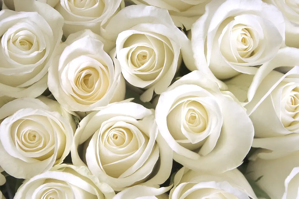 Zodiac Florists