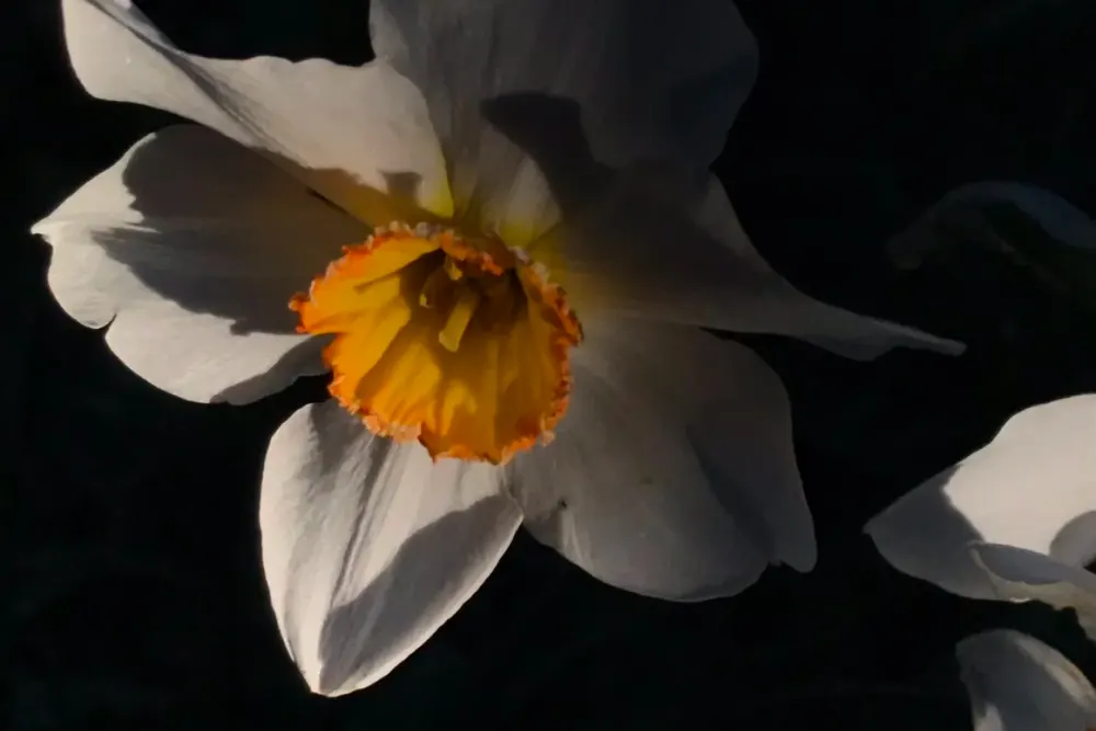 Jo Thorne Photography