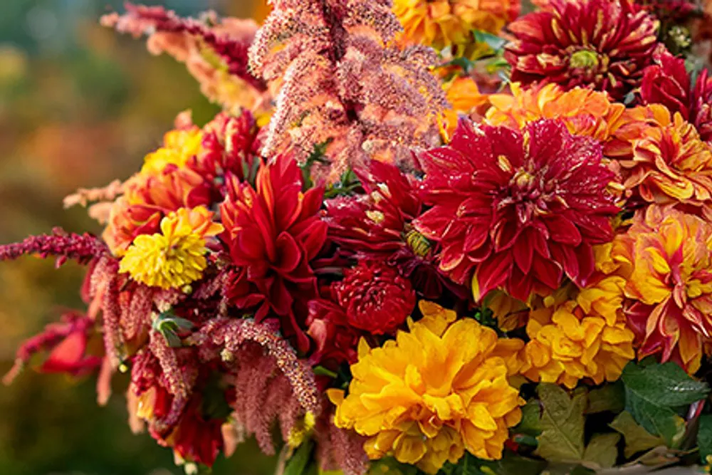 Boundless Blooms