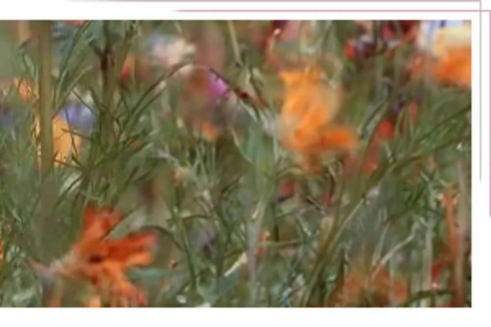 Wildflower & Rose