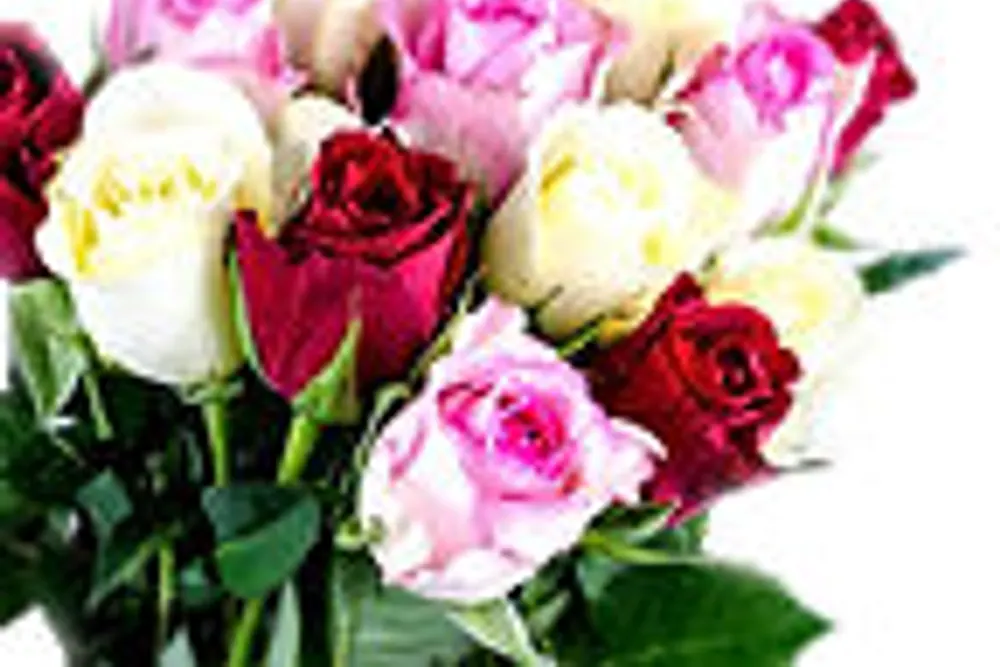 Blooms