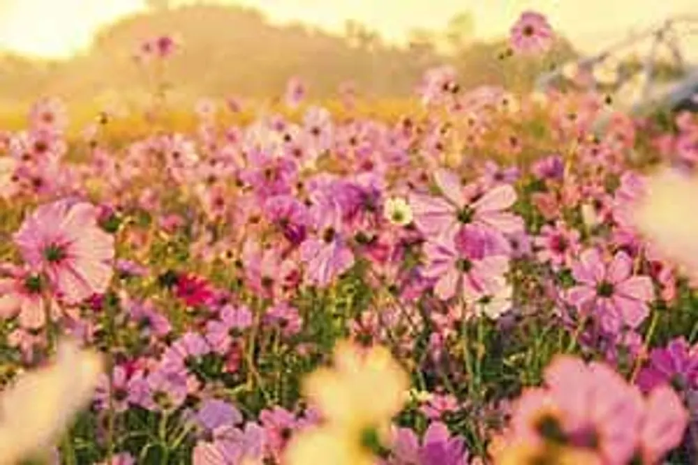 Wild Daisy