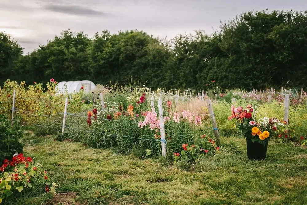 Paintbox Blooms