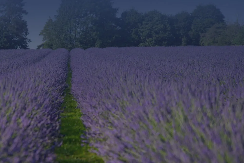 Warwickshire Lavender Farm
