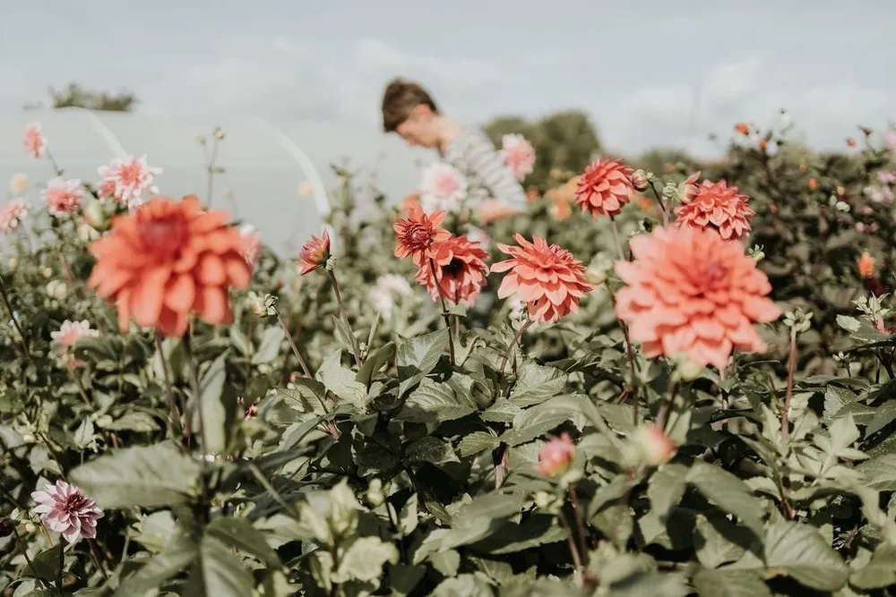Teapot Flowers