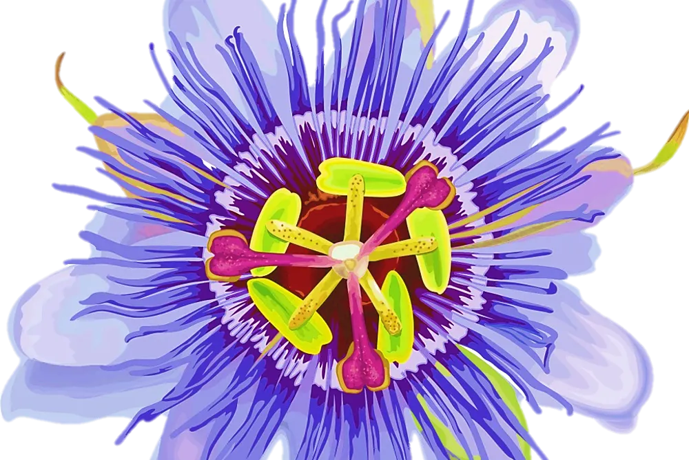 Passion flowers Weddings & Events