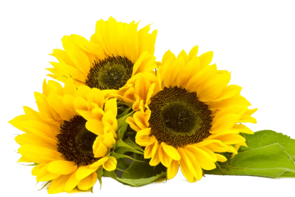Sunflower Floral Designs