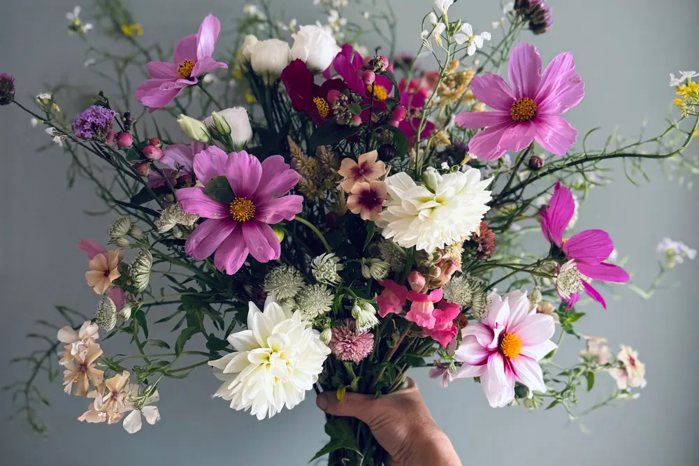 THE PETAL STORY