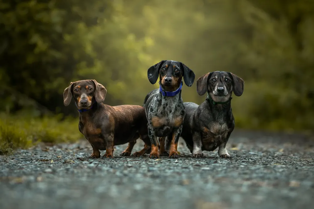 Sasha Foote Photography