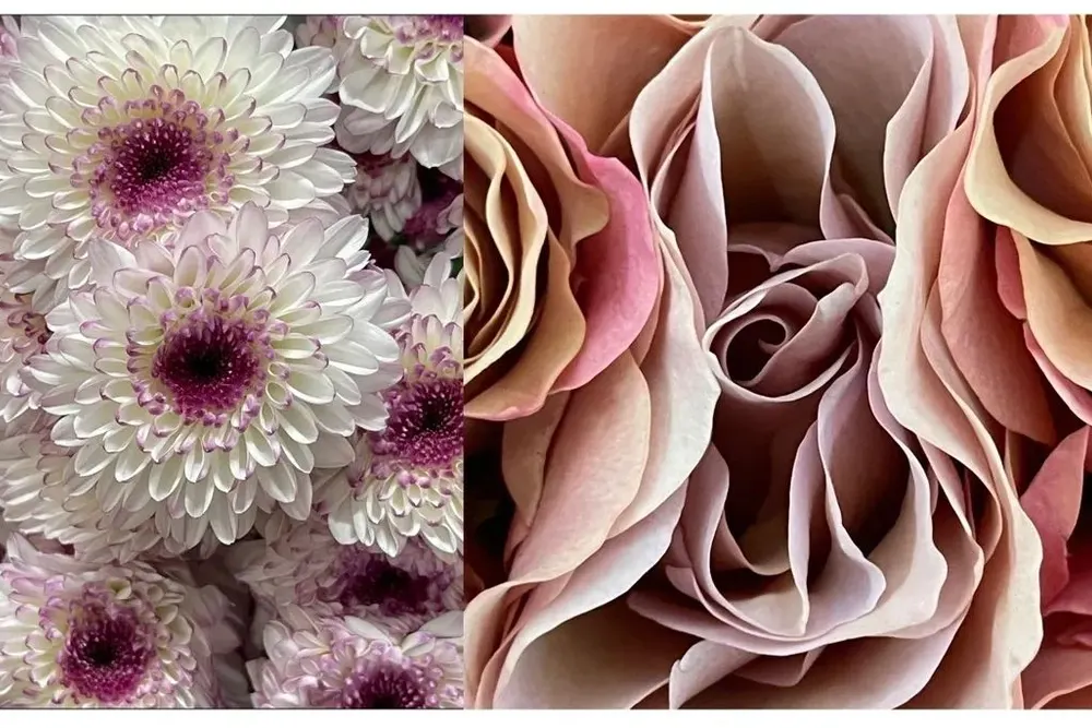 Flora North Limited